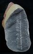 Fern Fossil From Mazon Creek - Million Years Old #2160-1